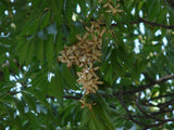 Graines Chukrasia tabularis, Chukrasie, Acajou indien
