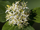 Graines de Cornouiller sanguin, Cornus sanguinea, Bois puant, Bois punais, Cornouiller femelle, Olivier de Normandie
