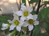Graines Xanthoceras sorbifolium, Xanthoceras sorbifolium à feuilles de Sorbier