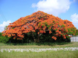 Graines Flamboyant Delonix regia, Royal Poinciana