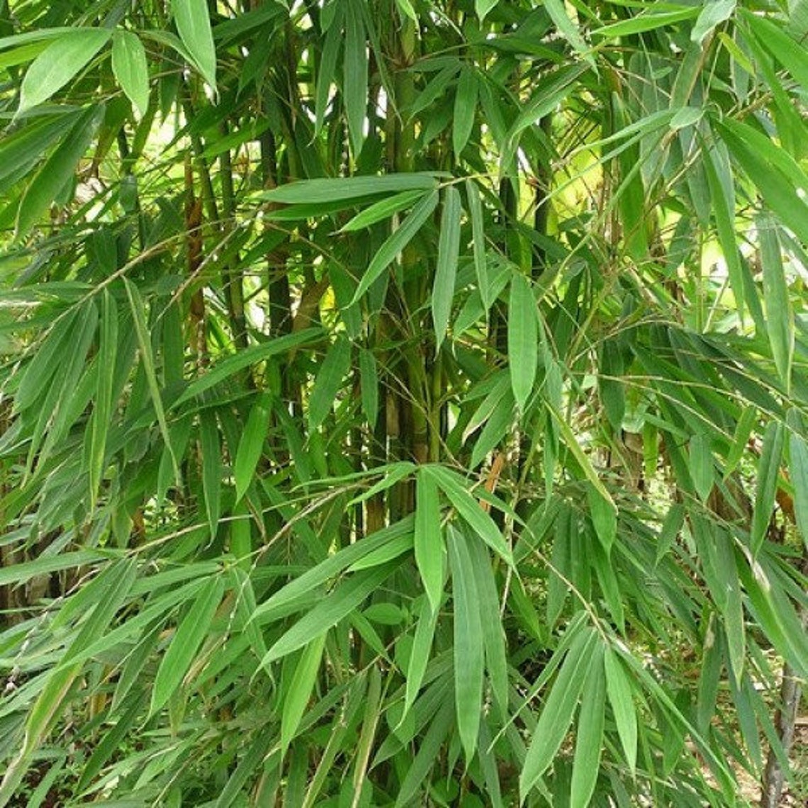 Dendrocalamus strictus Samen, männlicher Bambus, Kalkutta-Bambus – NinaSeeds