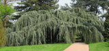 Graines de Cèdre de l'Atlas, Cèdre bleu, Cedrus atlantica