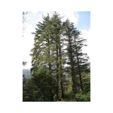 Graines de Épicéa de Sitka, Épinette de Sitka, Picea sitchensis