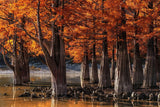 Graines de Cyprès chauve, Cyprès de Louisiane, Taxodium distichum