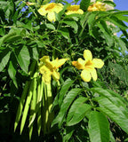 Graines de Bois pissenlit, Bois Caraïbes, Trompette d'or, Tecoma stans