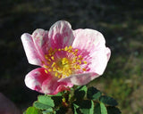 Graines de Rosier pimprenelle, Rosa pimpinellifolia