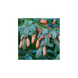 Graines de Épicéa de Sitka, Épinette de Sitka, Picea sitchensis