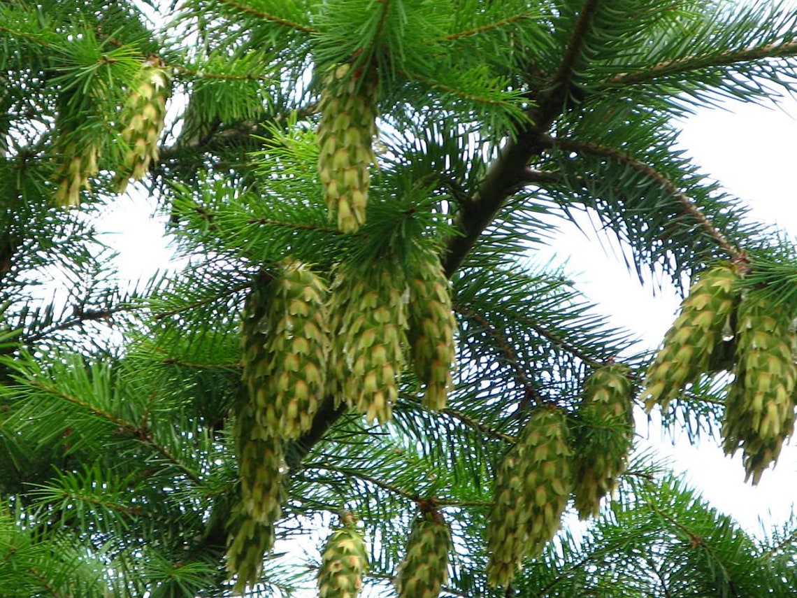 douglasien saatgut Grüne Douglasie Samen, Douglasie, Pseudotsuga menziesii – NinaSeeds