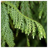 Graines de Taiwania cryptomerioides, "Coffin tree"