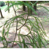 Graines de Taiwania flousiana, "Coffin tree"