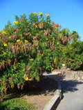 Graines de Bois pissenlit, Bois Caraïbes, Trompette d'or, Tecoma stans