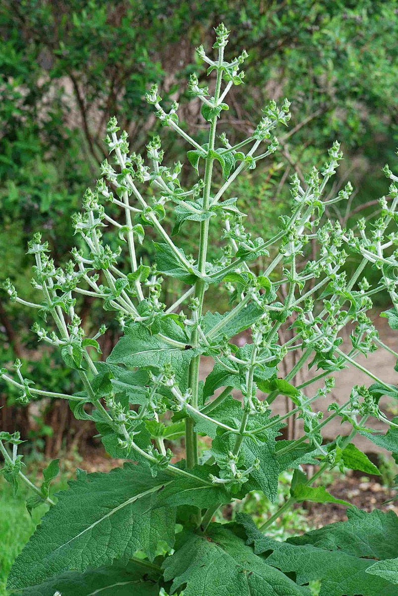 Graines de Chia, Salvia hispanica – NinaSeeds