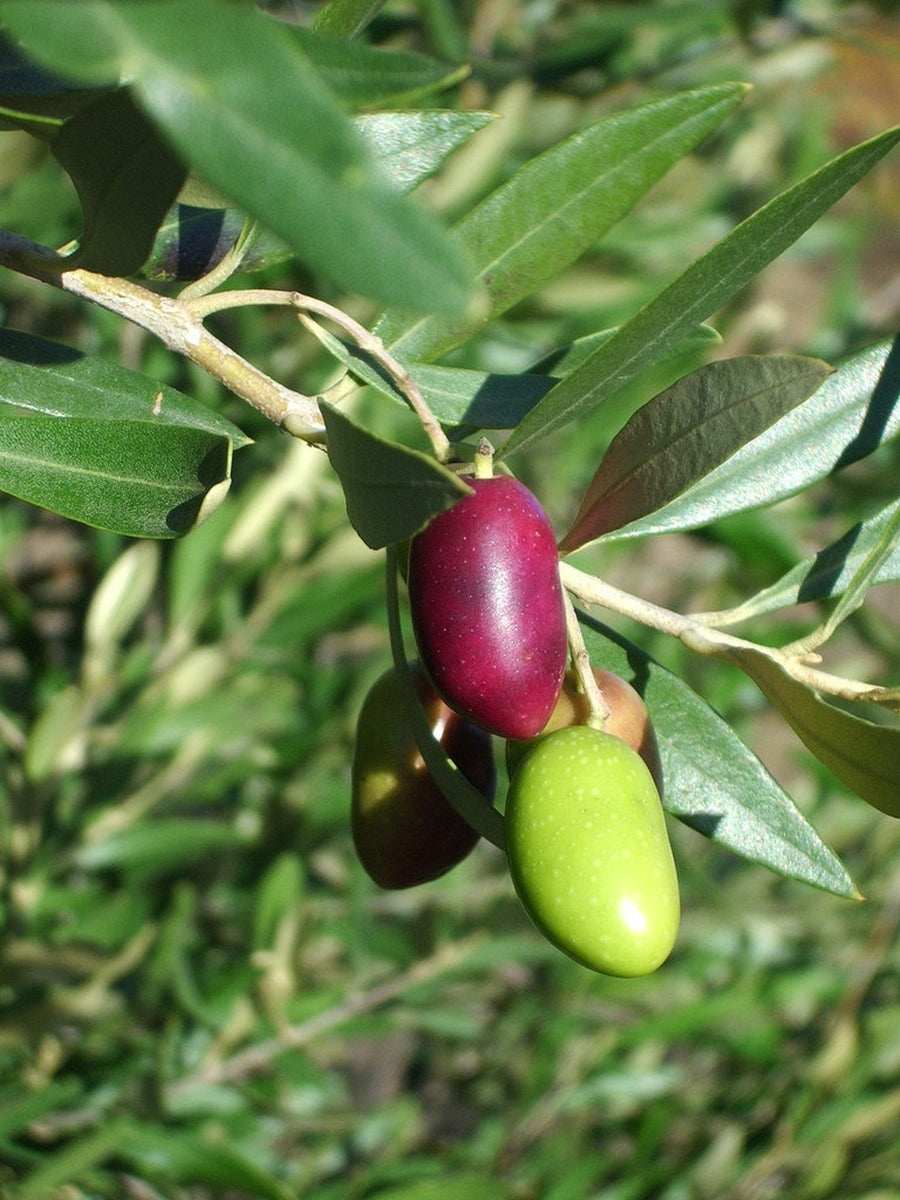 100 Graines D'olivier - Pour Plantation Extérieure, Plein Soleil, Très Facile à Cultiver