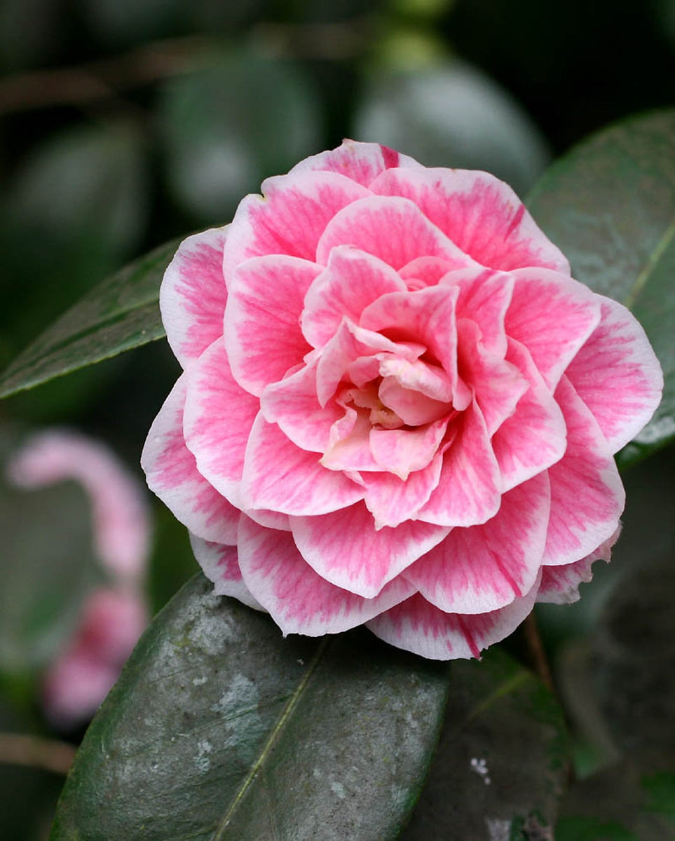 Japanische Kameliensamen, Camellia japonica – NinaSeeds
