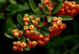 Graines de Buisson Ardent, Pyracantha angustifolia
