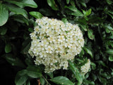 Graines de Buisson Ardent, Pyracantha coccinea