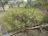 100 Graines melaleuca acuminata, Myrte de miel de Mallee