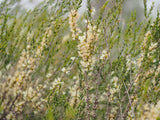 100 Graines melaleuca acuminata, Myrte de miel de Mallee