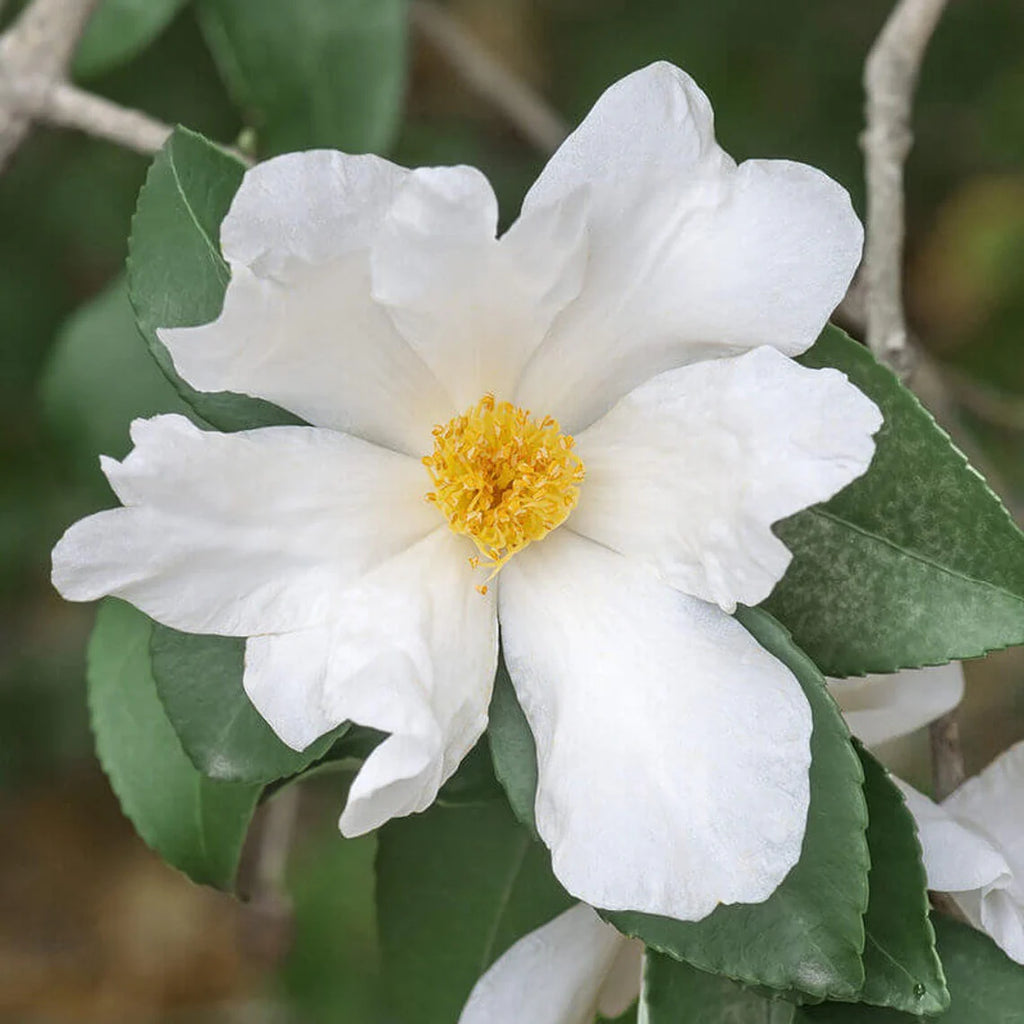 Camellia Oleifera