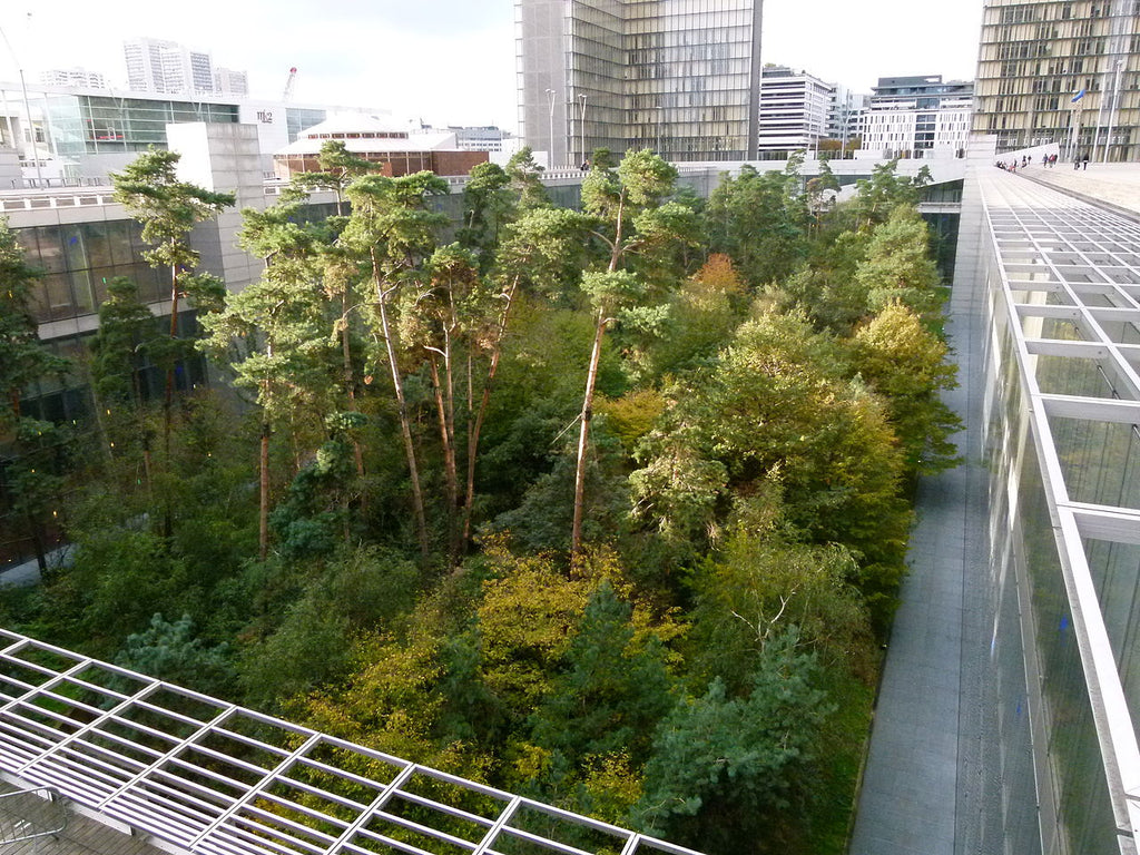 Pourquoi et comment semer un Jardin Forêt?