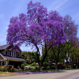 Paulownia Tomentosa