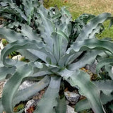 Graines de Agave Gypsophila
