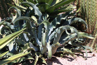 Graines de Agave Gypsophila
