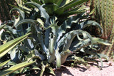 Graines de Agave Gypsophila