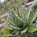 Graines de Agave Megalodonta