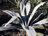 Graines de Agave Abisaii