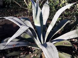 Graines de Agave Abisaii
