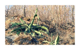 Graines de Agave Abisaii