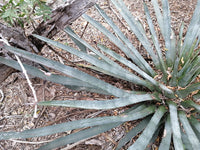Graines de Agave Aktites