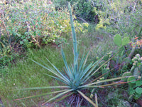 Graines de Agave Aktites