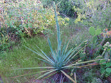 Graines de Agave Aktites
