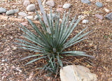 Graines de Agave Aktites