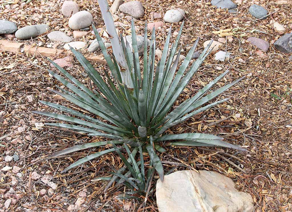 Graines de Agave Aktites