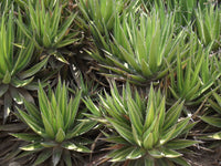 Graines de Agave Angustiarum
