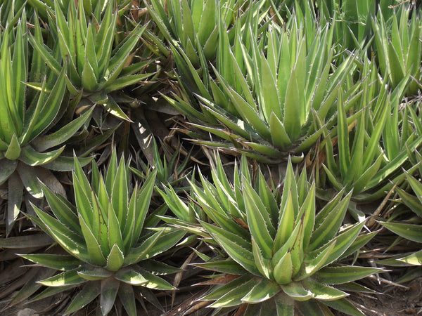 Graines de Agave Angustiarum