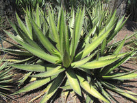 Graines de Agave Angustiarum