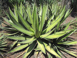 Graines de Agave Angustiarum