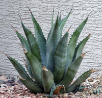 Graines de Agave Asperrima subsp. Zarcensis