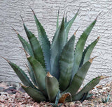 Graines de Agave Asperrima subsp. Zarcensis