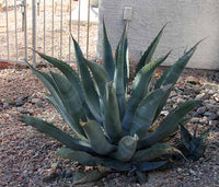 Graines de Agave Asperrima subsp. Zarcensis