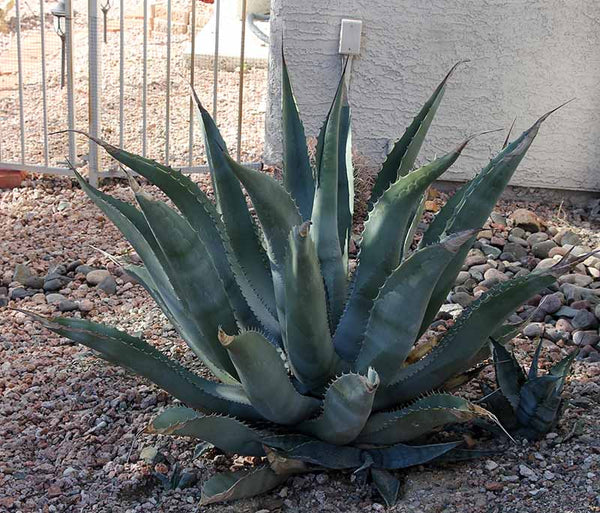 Graines de Agave Asperrima subsp. Zarcensis