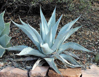 Graines de Agave Asperrima subsp. Zarcensis