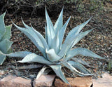 Graines de Agave Asperrima subsp. Zarcensis