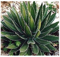 Graines de Agave Bulliana