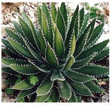 Graines de Agave Bulliana