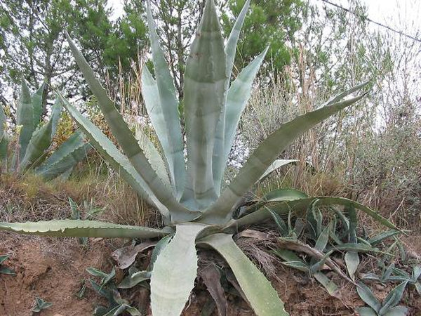 Graines de Agave Bulliana